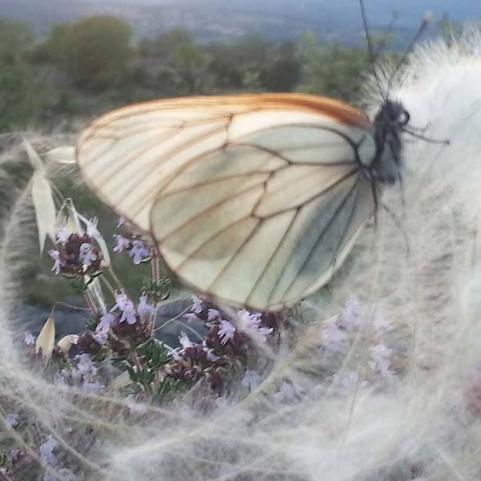 tanz-dich-selbst-natur